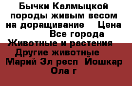 Бычки Калмыцкой породы живым весом на доращивание. › Цена ­ 135 - Все города Животные и растения » Другие животные   . Марий Эл респ.,Йошкар-Ола г.